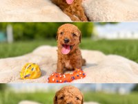 Ziyarete Açık Erkek Dişi Poodle Bebekler