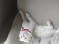 Scottish Fold 8 aylık