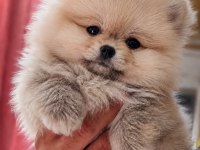 Mersin Yavru Pomeranian Boo