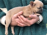 5 aylık micro dişi blue fawn french bulldog
