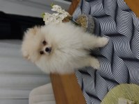 POMERANİAN ERKEK YAVRU