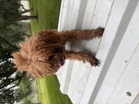 12-13 aylık Toy Poodle dişi