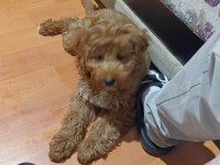 Maltipoo 3 aylık erkek