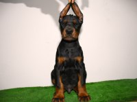 Kif a secereli yurtlarından gelme doberman damizliklar