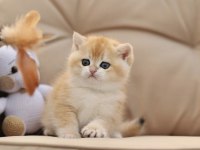 NY12 british longhair ve shorthair (ÜCRETSİZ DEĞİLDİR)