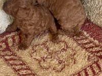 Kilo garantili toy poodle kore