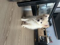 2 Aylık Pomeranian Spitz Yavrular