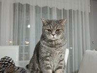 British Shorthair Kedisi
