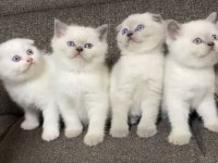 SAFKAN ORJİNAL IRK YAVRU KEDİLERİMİZ