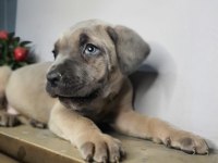 Safkan cane corso yavrular