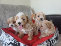 Kore maltipoo bebekler
