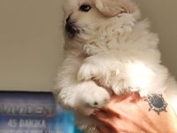 Pekinez yavru erkek köpeğimiz