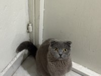Bal gibi scottish fold kız
