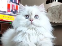 British Longhair Safkan Yavrumuz