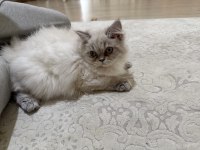 Beyaz british longhair