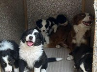 Evinizin neşesi border collie yavrular kapıda ödeme