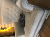 1 yaşında british shorthair gece yuvasını arıyor