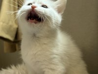 2 aylık british shorthair