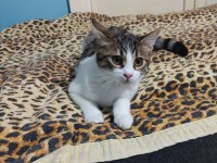 6 aylık dişi kedi Wanda