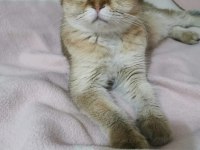 acil yeni yuva arıyorum scottish fold dişi