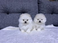 Kar beyaz güzellikler pomeranian yavrularımız