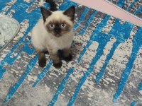 Yavru Scottish oyuncu kedi