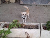 Pekinez ve terrier melezi