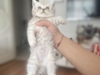 Güzeller güzeli bebekler scottish longhair