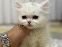 BRİTİSH BEYAZ DİŞİ YAVRU HER YERE GÖNDERİLİR