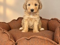 BABYFACE MALTİPOO YAVRULARIMIZ