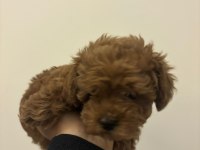 Toy poodle kore dişi yavrumuz satılıktır bilgi için dm