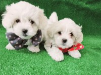 Maltese terrier bebekler