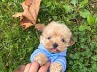 Pamuk yavrularımız Maltipoo