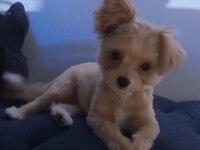 Maltepoo teacup dişi Yavrumuz 5 aylık yuva arıyoruz