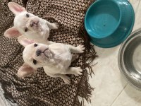 2 AYLIK LİLAC TAN PLATİNUM ERKEK MAVİ GÖZ FRENCH BULLDOG