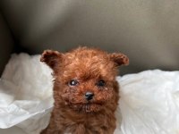 Teacup Poodle Yavru Köpekler