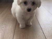 SIFIR NUMARA MALTESE TERRİER