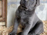 Üst Seviye Cane Corso Yavruları