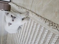 Scottish fold yavrum
