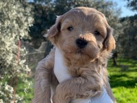 Maltipoo yavrularım