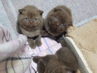 Scottish fold ve straight 2 aylık