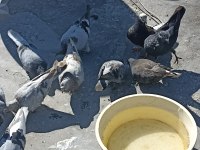 Acilen elinde 13 adet kuş var uygun fiyata verecem