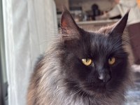 10 haftalık 2 adet dişi maine coon yavru