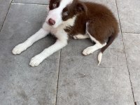Eğitimli Border Collie