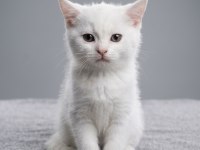 Safkan British Shorthair (Silver & White) Bebekler