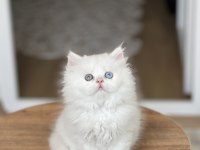 Hemen Teslim Gold Eyes Ayı Surat British Yavrumuz