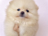 Pomeranian Ayı Surat Bebekler