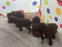 Toy Poodle Bebiş Kedilerimiz