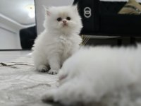 Kedilerimiz yeni yuvasını arıyor