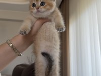 Golden British Shorthair Bebekler